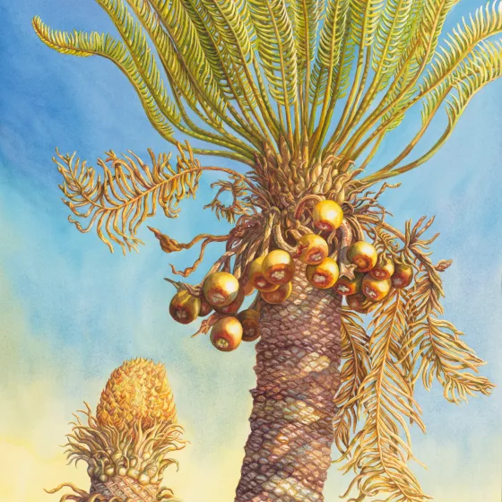 Artwork 11: Ancient Partnerships—Male and Female Cycas armstrongii