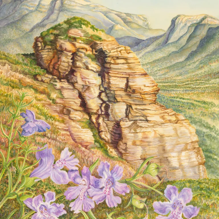 Artwork 23: Lilac and Stone: Snake Bush at Mount Trio, Stirling Range, Western Australia