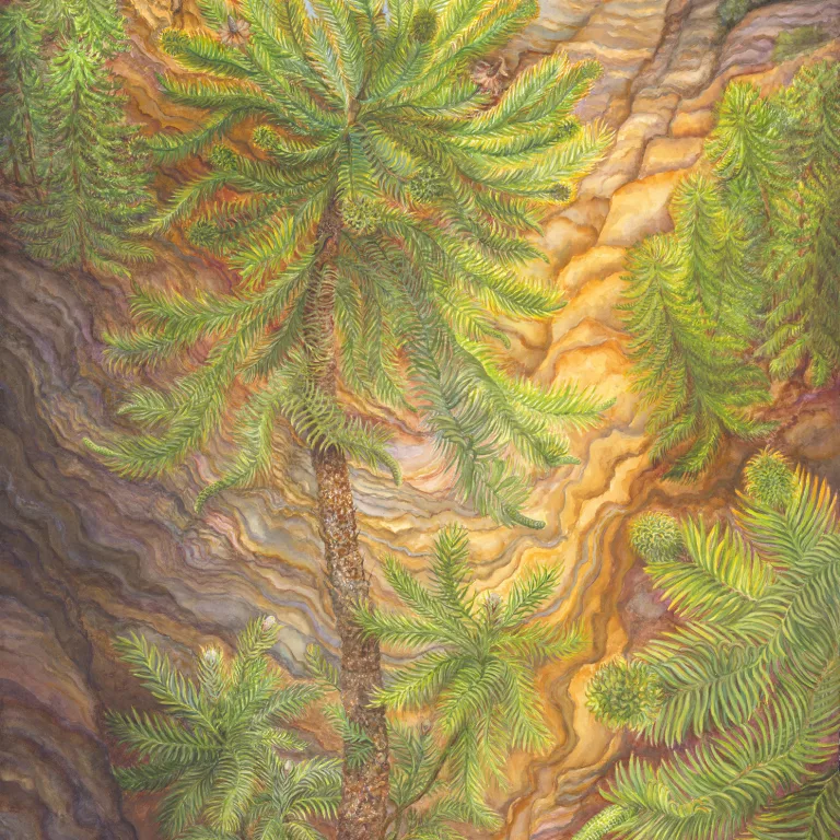 Artwork 17: And Down the Dim Gorges—Wollemia nobilis