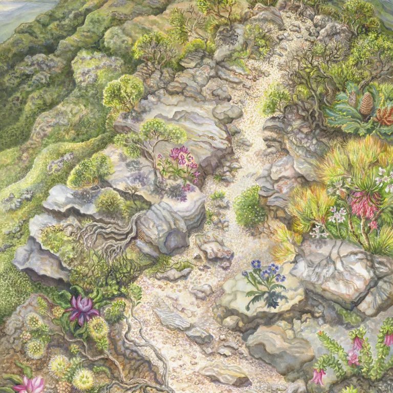 Artwork 23A: On Top of Bluff Knoll—A Bonsai Garden