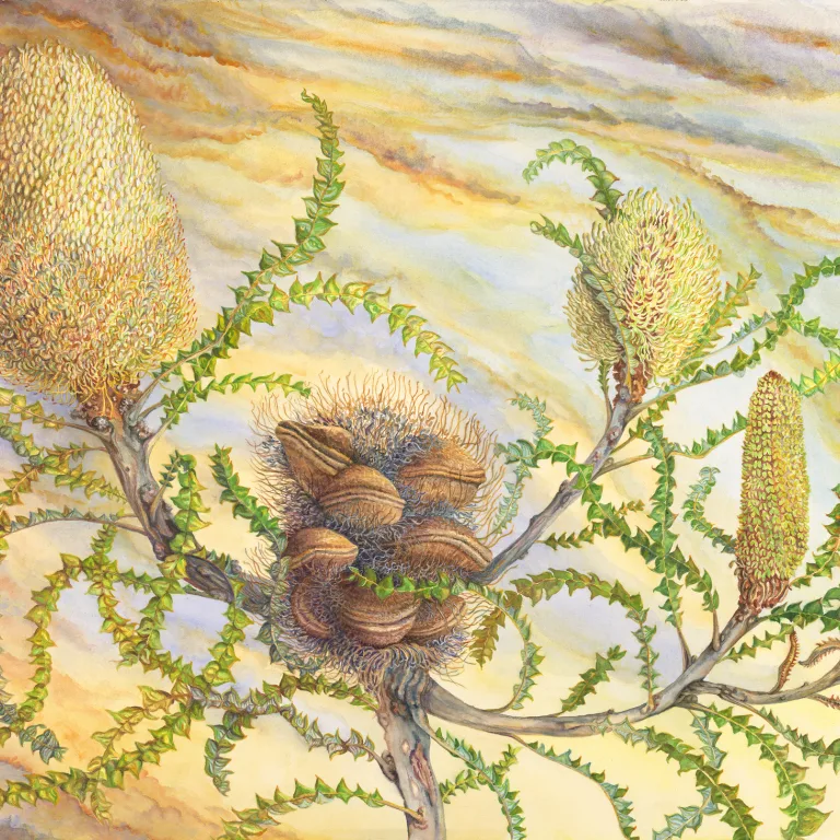 Artwork 28: Banksia Bossa Nova