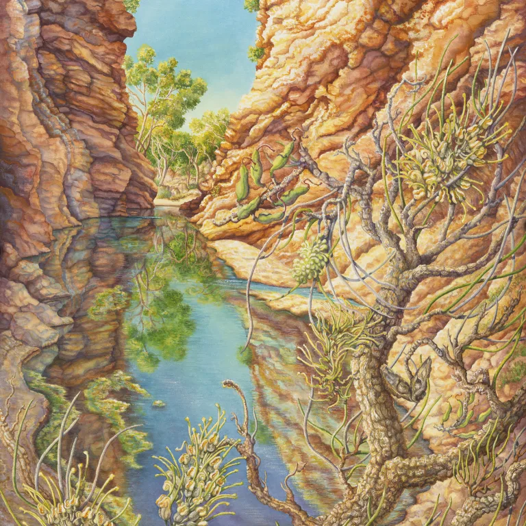 Artwork 33: Hakea lorea at Simpsons Gap, Northern Territory