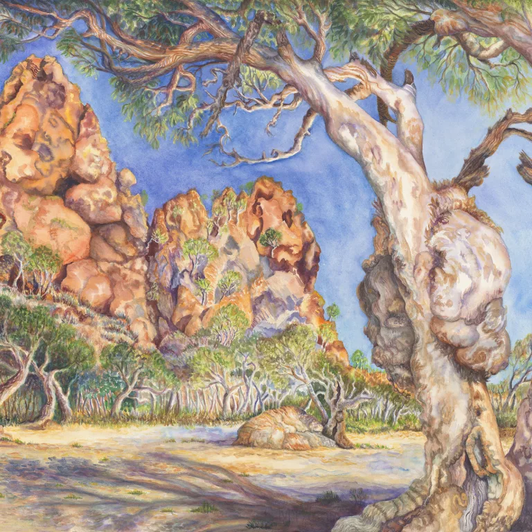 Artwork 46: River Red Gums (Eucalyptus camaldulensis) at Trephina Bluff
