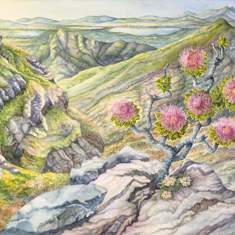 Artwork 36: In Solitary Splendour—Isopogan latifolius at Bluff Knoll, Stirling Range, Western Australia