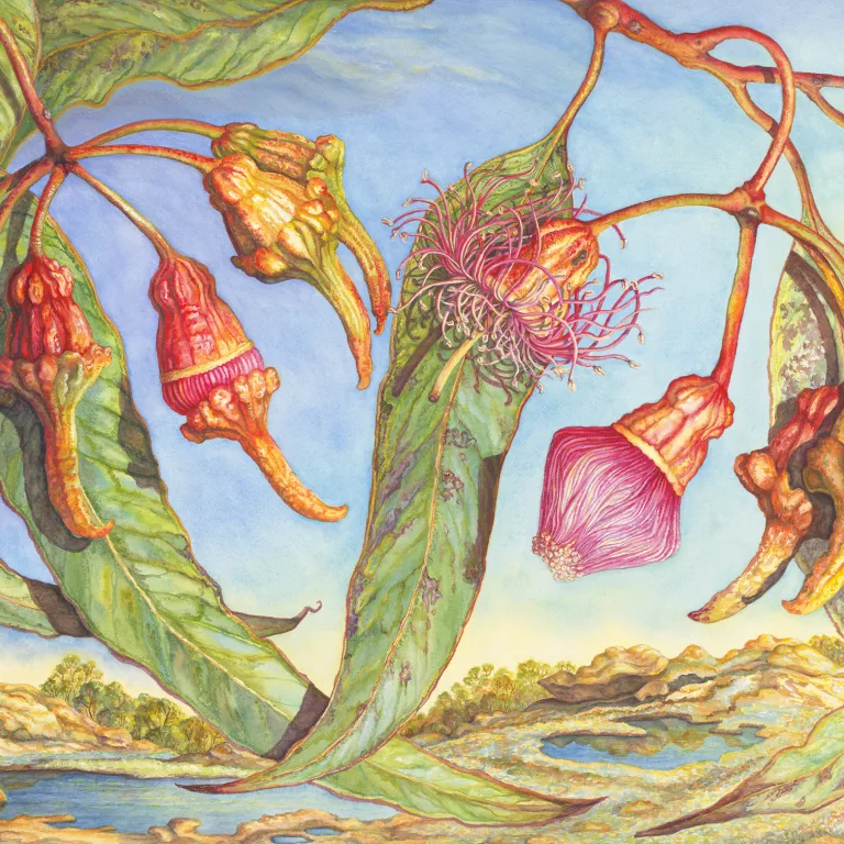 Artwork 47A: Coral Gum at Gnarlbine Rock, Western Australia