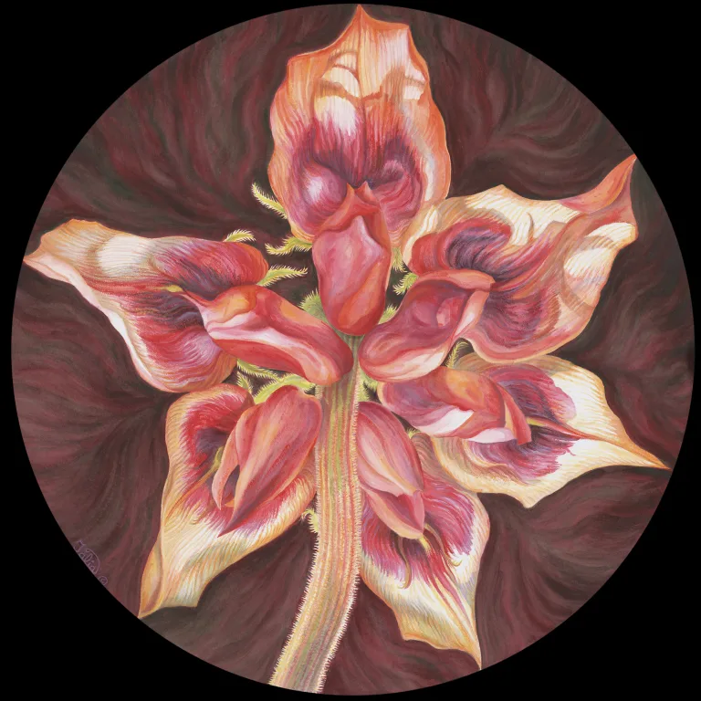 Artwork 65C: A Week in the Life of Sturt’s Desert Pea: An Ant’s Perspective From Beneath—Sturt’s Desert Pea
