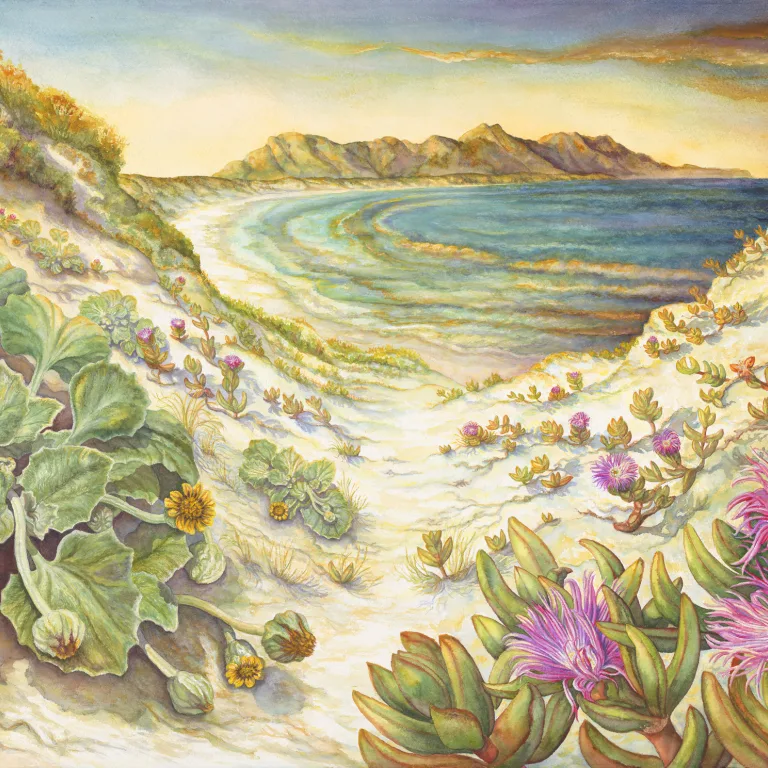 Artwork 69: Thriving on Sun, Sand, and Wind—the Dune Plants of Point Ann, Western Australia