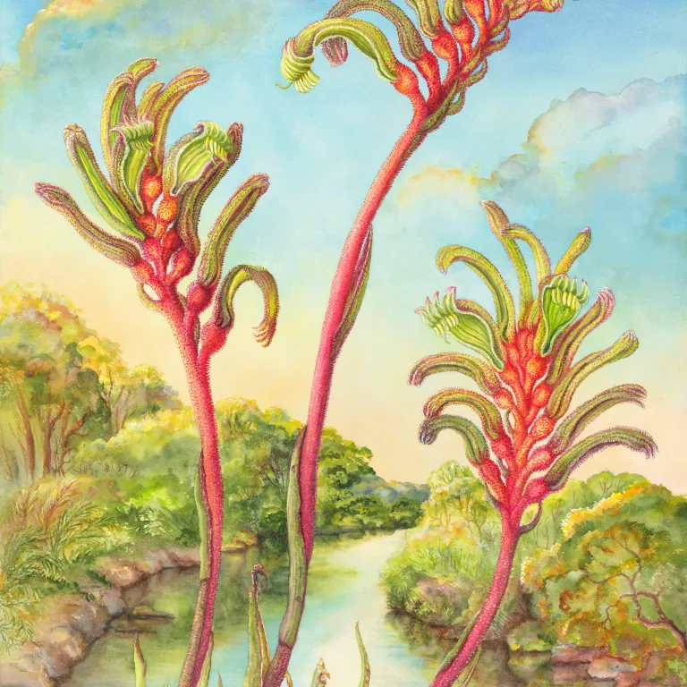 Artwork 49: Kangaroo Paws at Denmark River, Western Australia