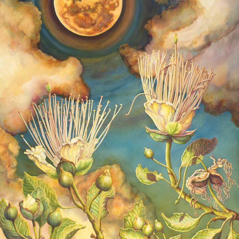 Artwork 54: The Night-Flowering Capparis