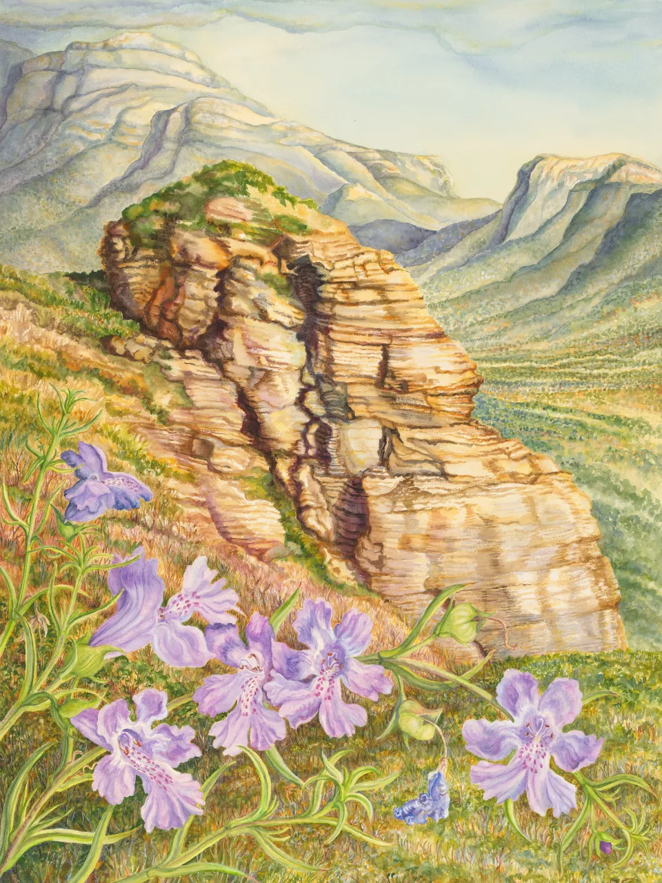 23: Lilac and Stone: Snake Bush at Mount Trio, Stirling Range, Western Australia