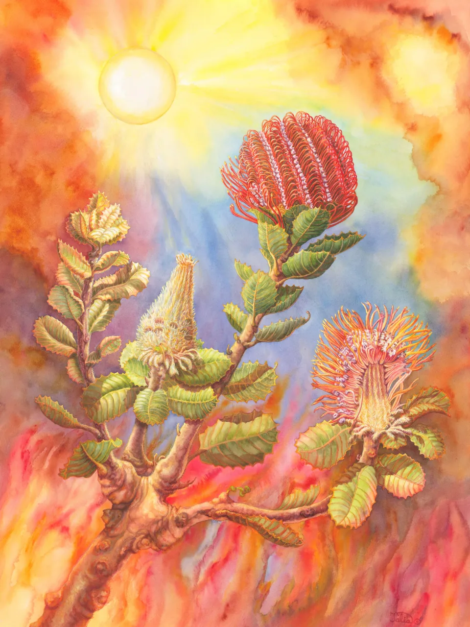29: Scarlet Banksia with Bushfire Sun