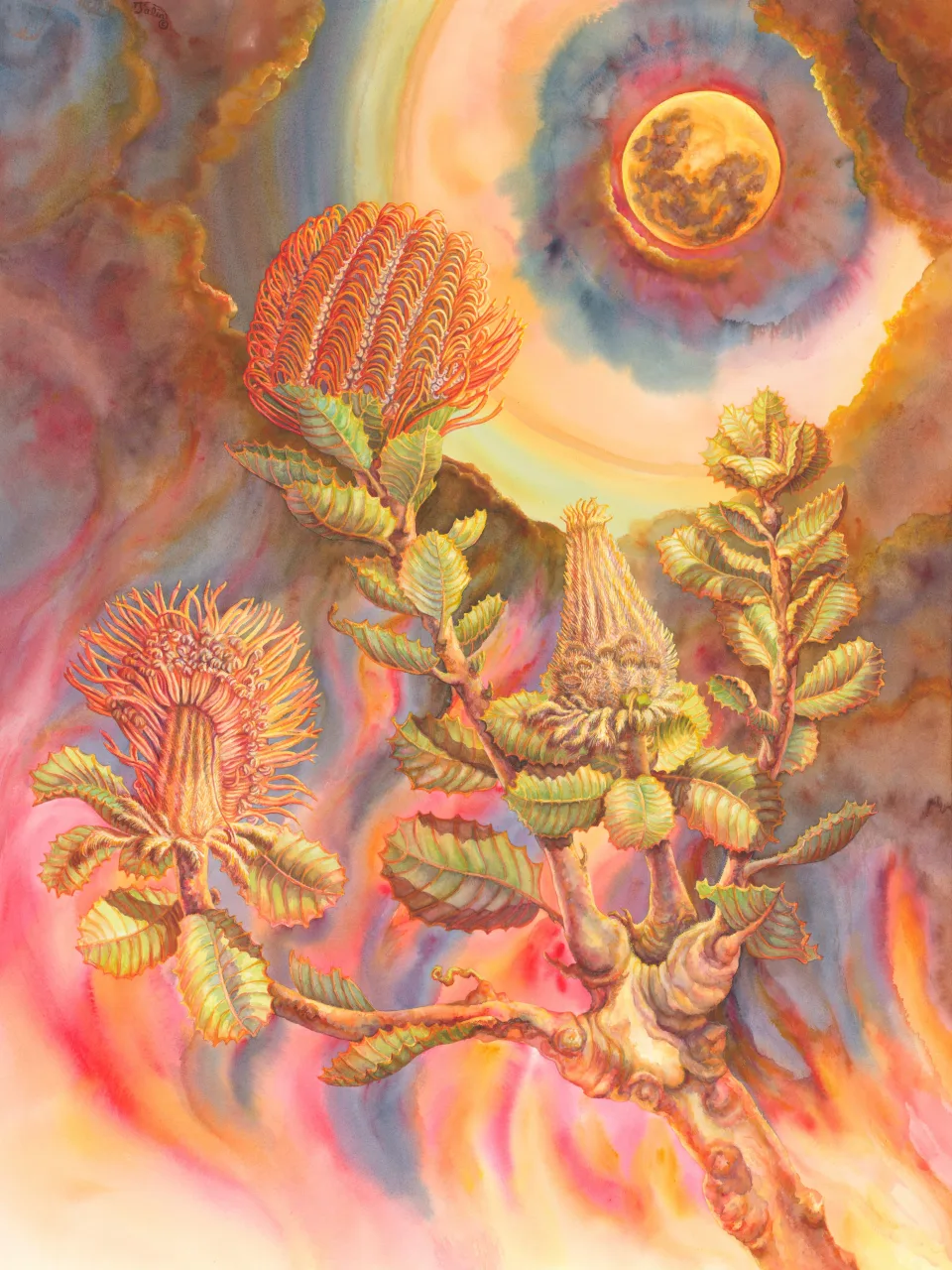 29A: Scarlet Banksia with Bushfire Moon