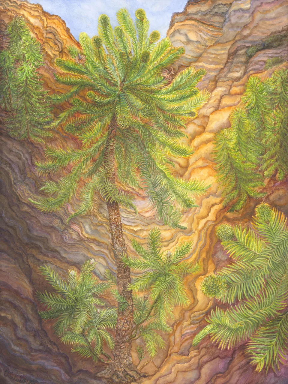 17: And Down the Dim Gorges—Wollemia nobilis