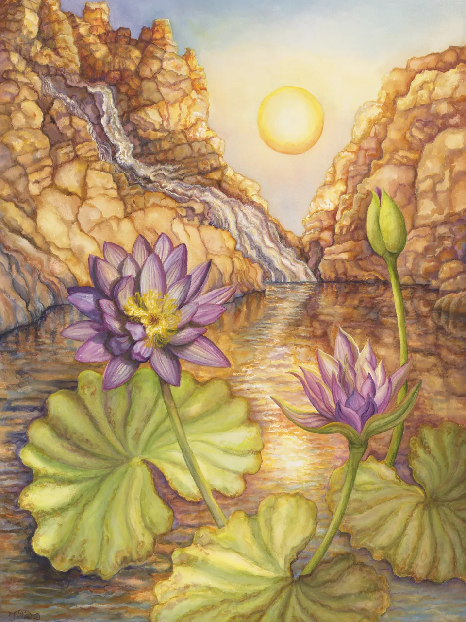 19: Waterlily of the Setting Sun