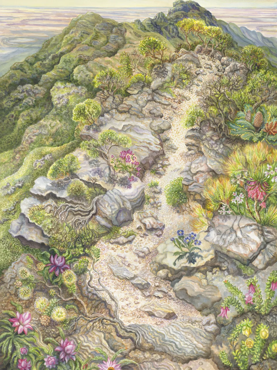 23A: On Top of Bluff Knoll—A Bonsai Garden