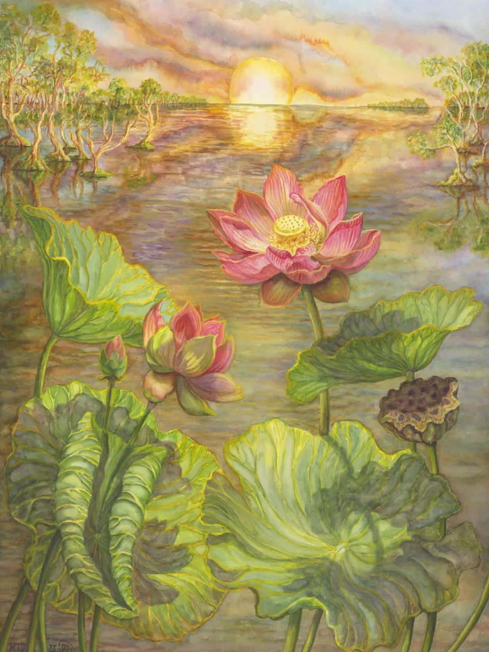 27: The Dawn Flowering Sacred Lotus
