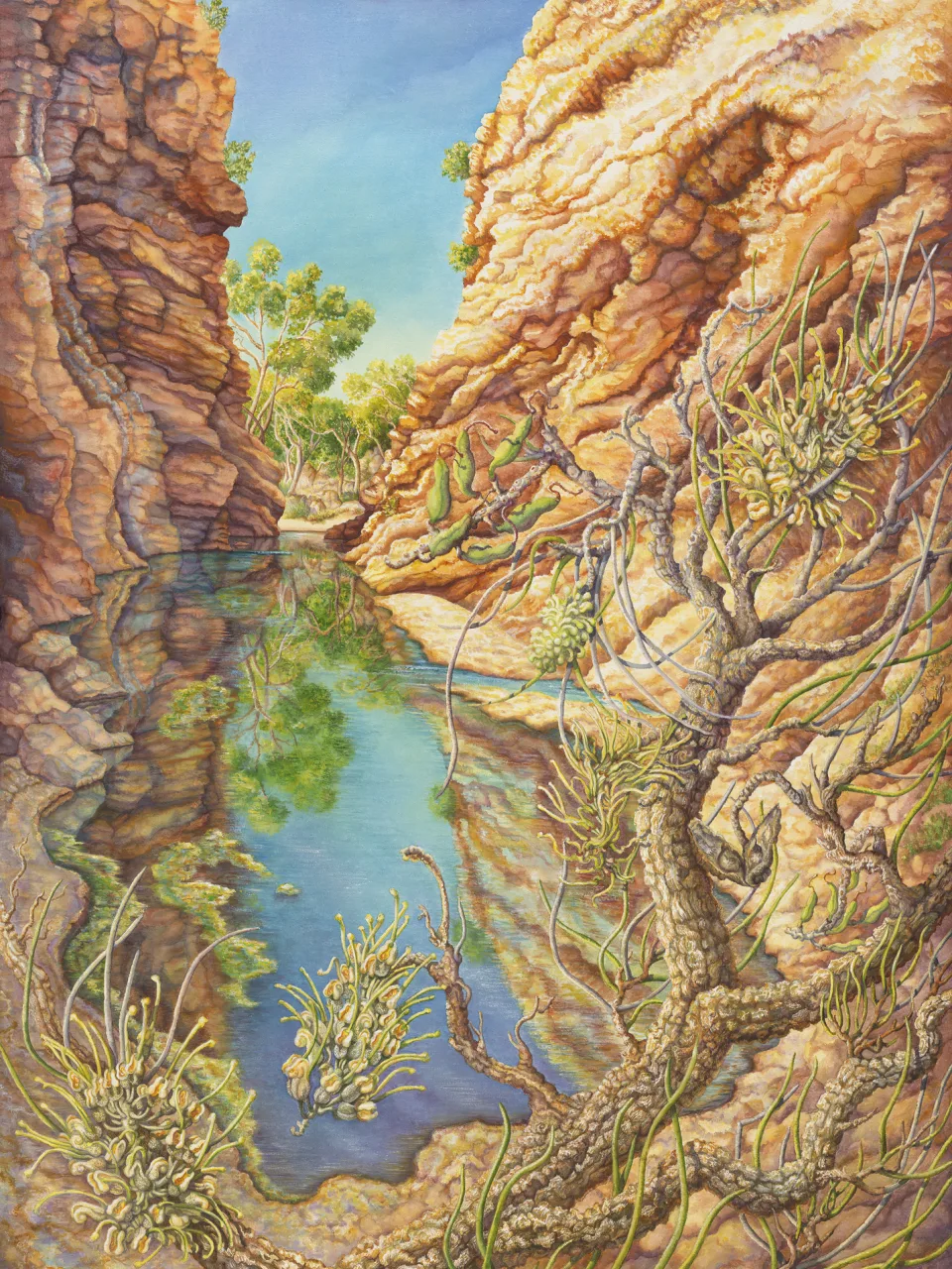 33: Hakea lorea at Simpsons Gap, Northern Territory