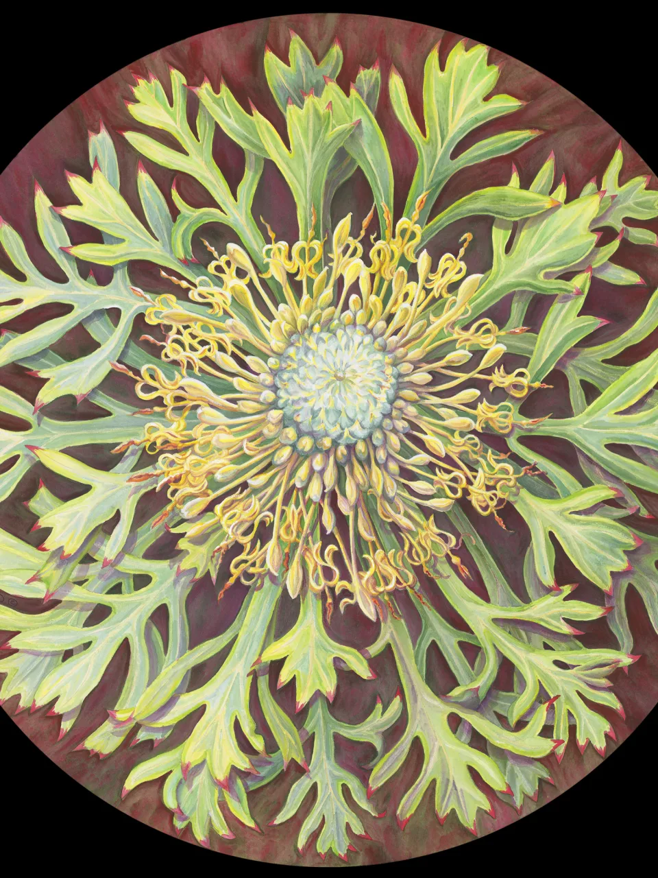 37: Like an Anemone - Isopogon anemonifolius