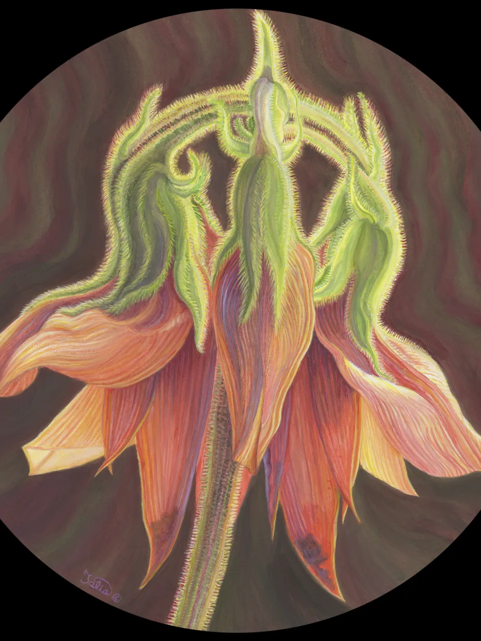 65B: A Week in the Life of Sturt’s Desert Pea: Flower Buds Starting to Open—Sturt’s Desert Pea