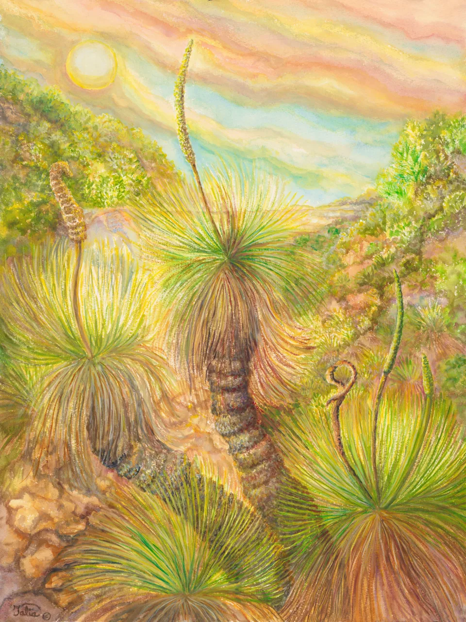 51: Grass Trees and the Setting Sun Over the Flinders Ranges, South Australia