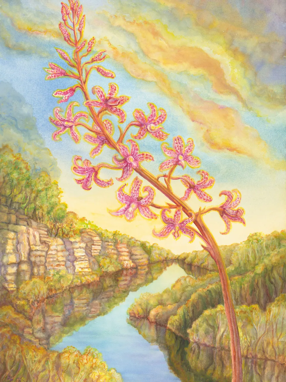 53: Hyacinth Orchid at Lower Glenelg River