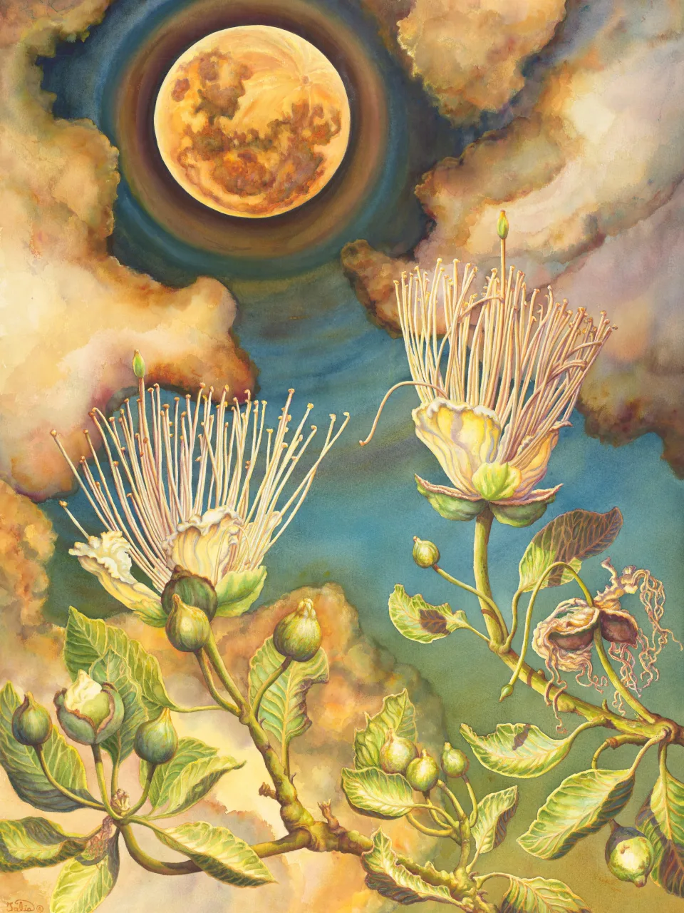 54: The Night-Flowering Capparis