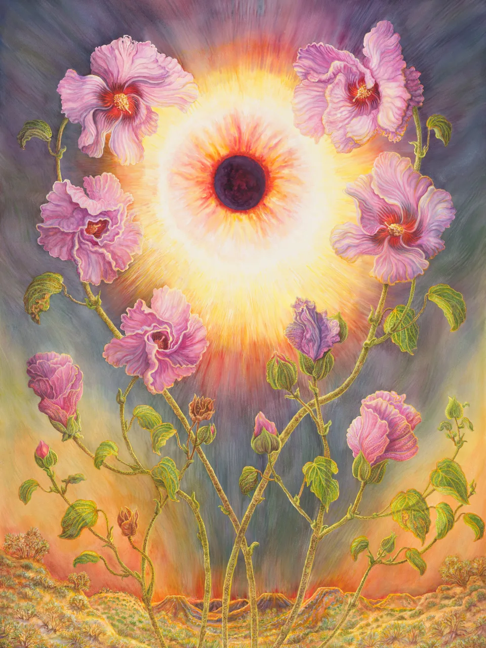 63: Sturt's Desert Rose and the Solar Eclipse