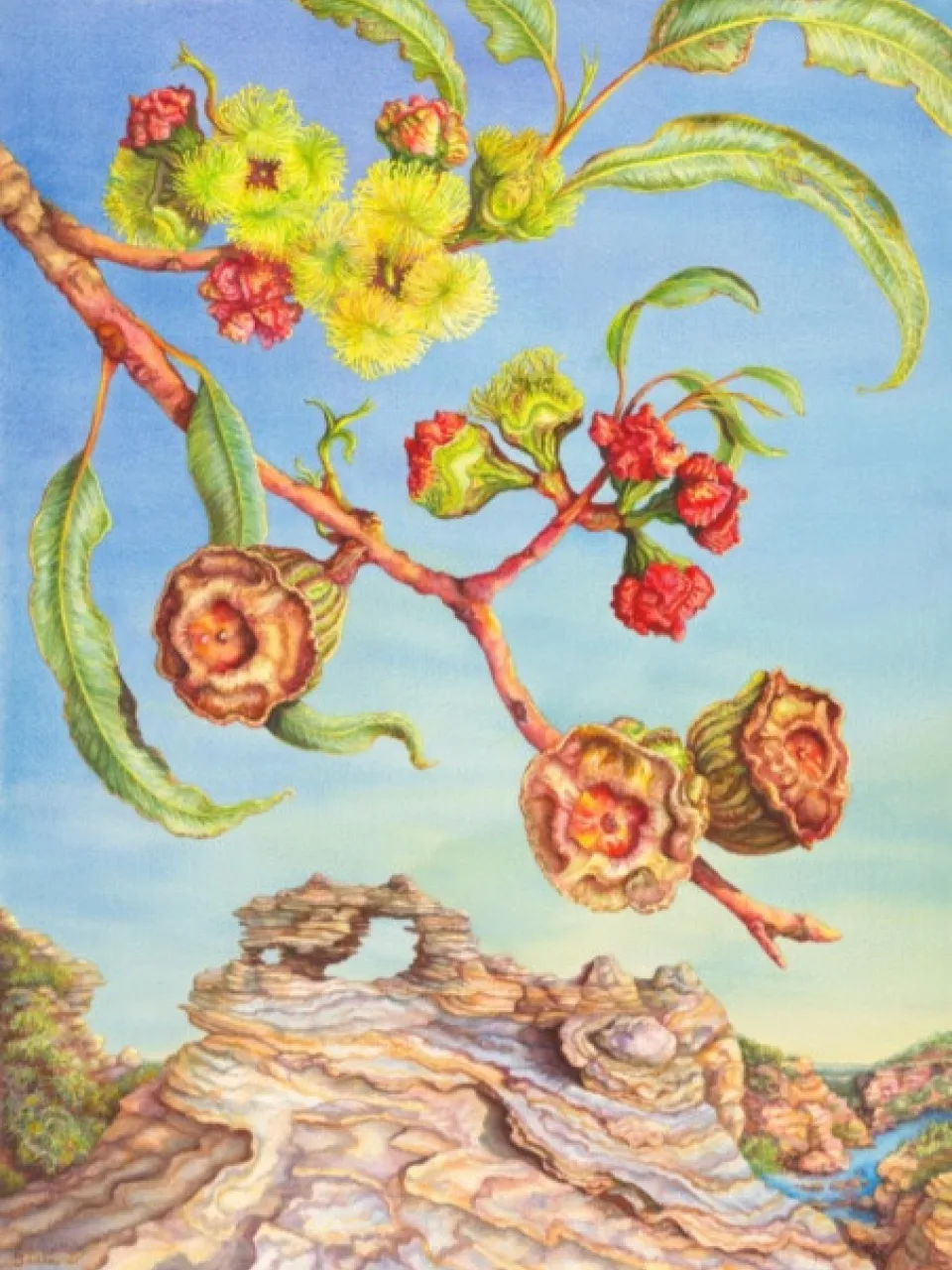 43: Illyarrie at the Murchison River Gorge, Western Australia