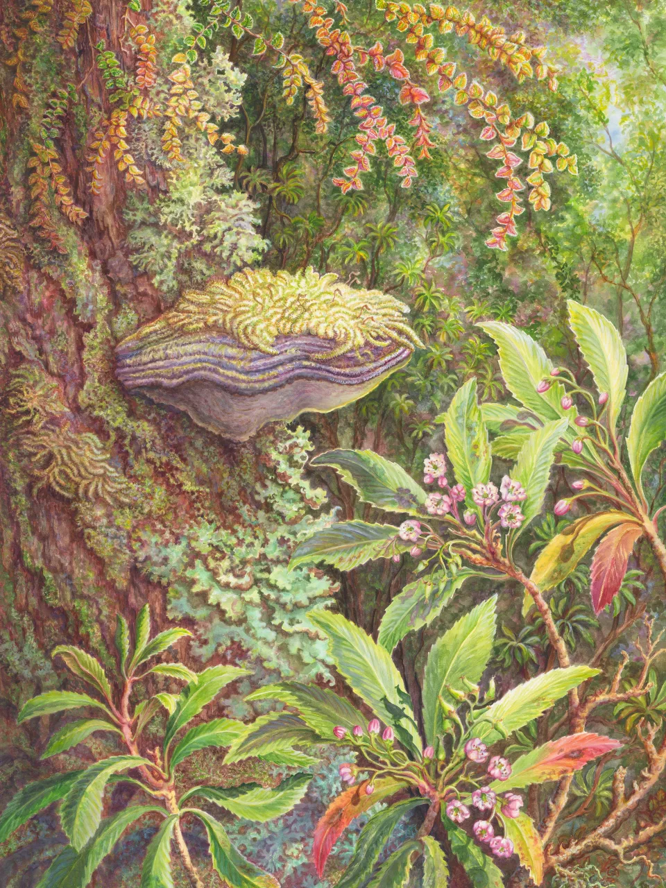 4: Colourful Array of New Growth and Old in a Tasmanian Rainforest