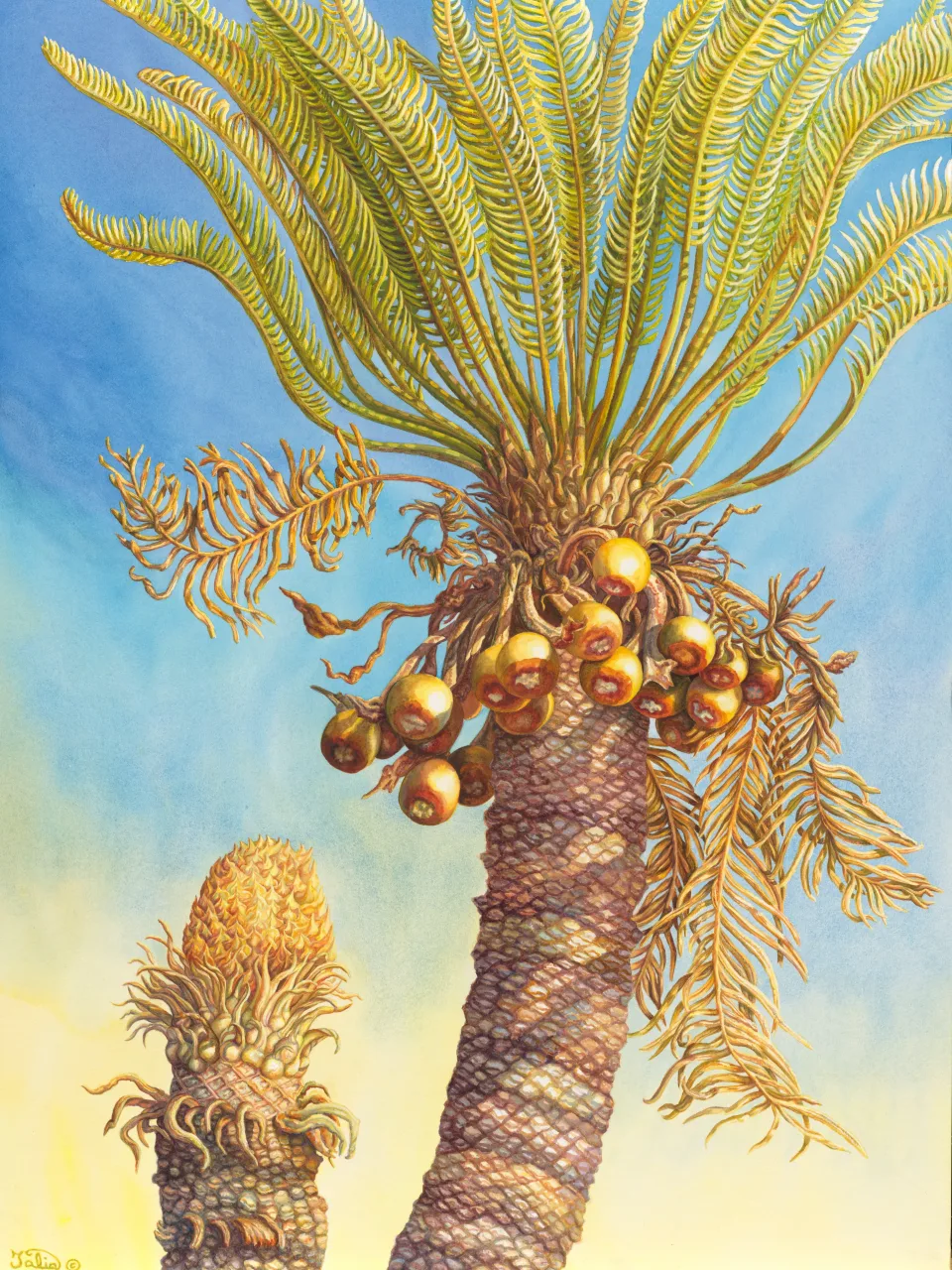11: Ancient Partnerships—Male and Female Cycas armstrongii